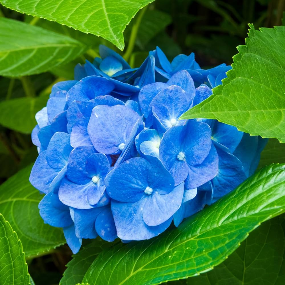 hell Blau Hortensie Blumensamen zur Aussaat Schnitt Blume beliebt Traditionssorte & ohne Gentechnik Samen Hausgarten