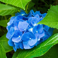 hell Blau Hortensie Blumensamen zur Aussaat Schnitt Blume beliebt Traditionssorte & ohne Gentechnik Samen Hausgarten