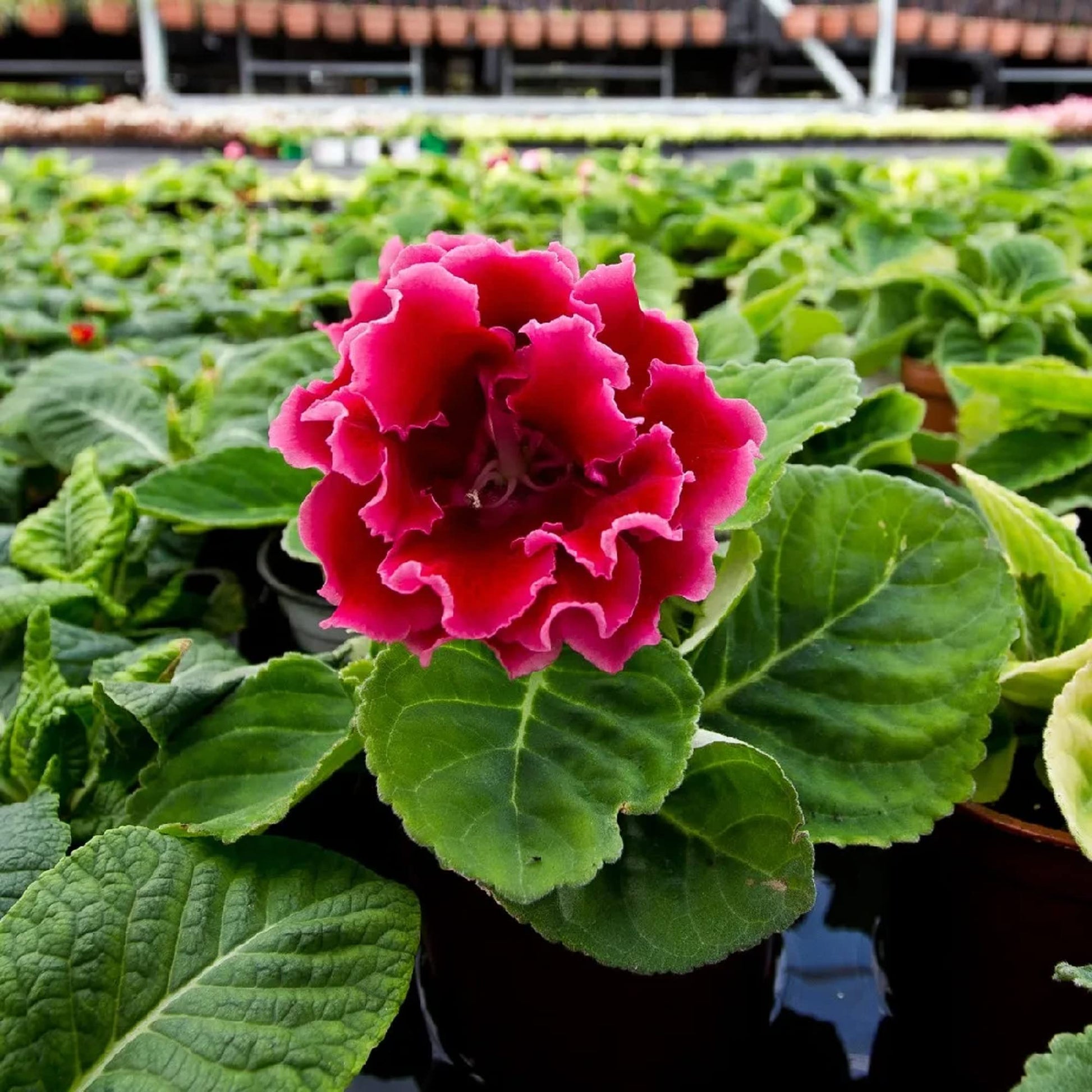 Rot Brazilian Gloxinie Blumensamen zur Aussaat Schnitt Blume beliebt Traditionssorte & ohne Gentechnik Samen Hausgarten