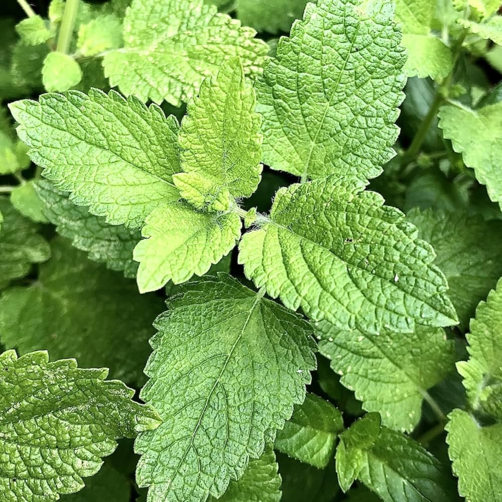 common mint samen mentha spicata