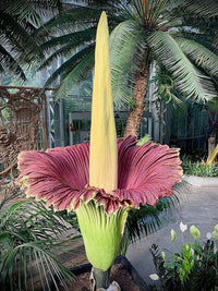 Corpse blume amorphophallus titanum for anpflanzung in botanical garten