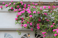 Rose Blumensamen – Anzucht – DIY Garten Bonsai