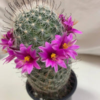 Rosa Mammillaria Blumensamen zur Aussaat – Garten beliebt – Traditionssorte & ohne Gentechnik Samen Hausgarten