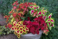 Buntnessel Plectranthus scutellarioides Samen zur Aussaat Container Garten und für Innenräume Pots