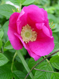 Rosa Rugosa Rosa Rose Samen