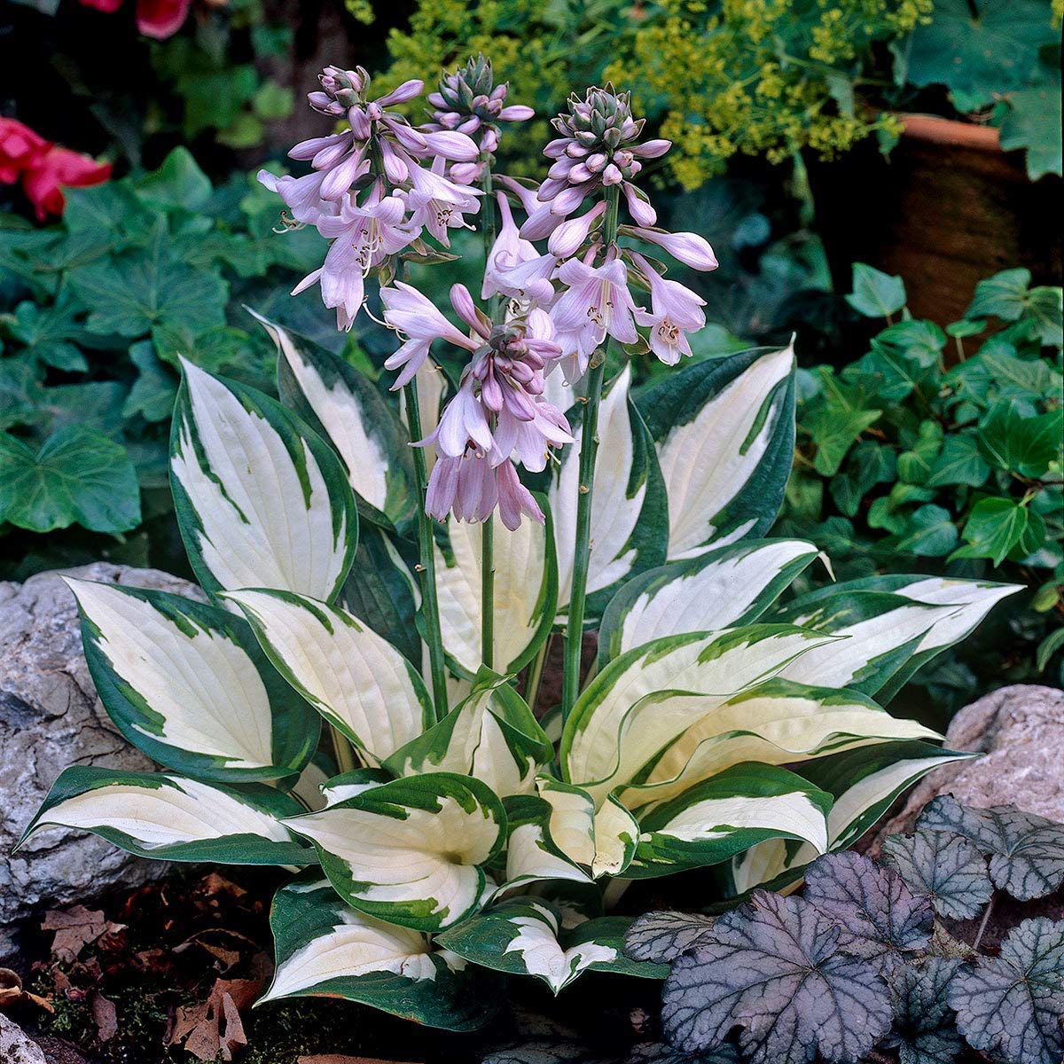 Hosta blühend Pflanzensamen Halbschatten Garten Schönheit