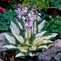 Hosta blühend Pflanzensamen Halbschatten Garten Schönheit