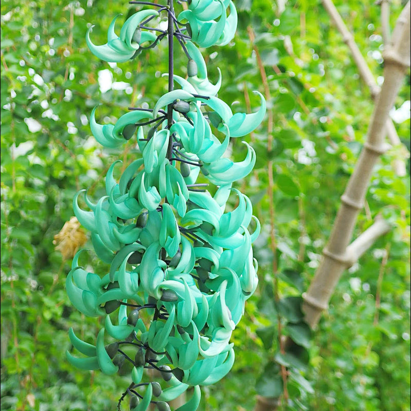 Grün (grün strongylodon) samen for anpflanzung in home garten