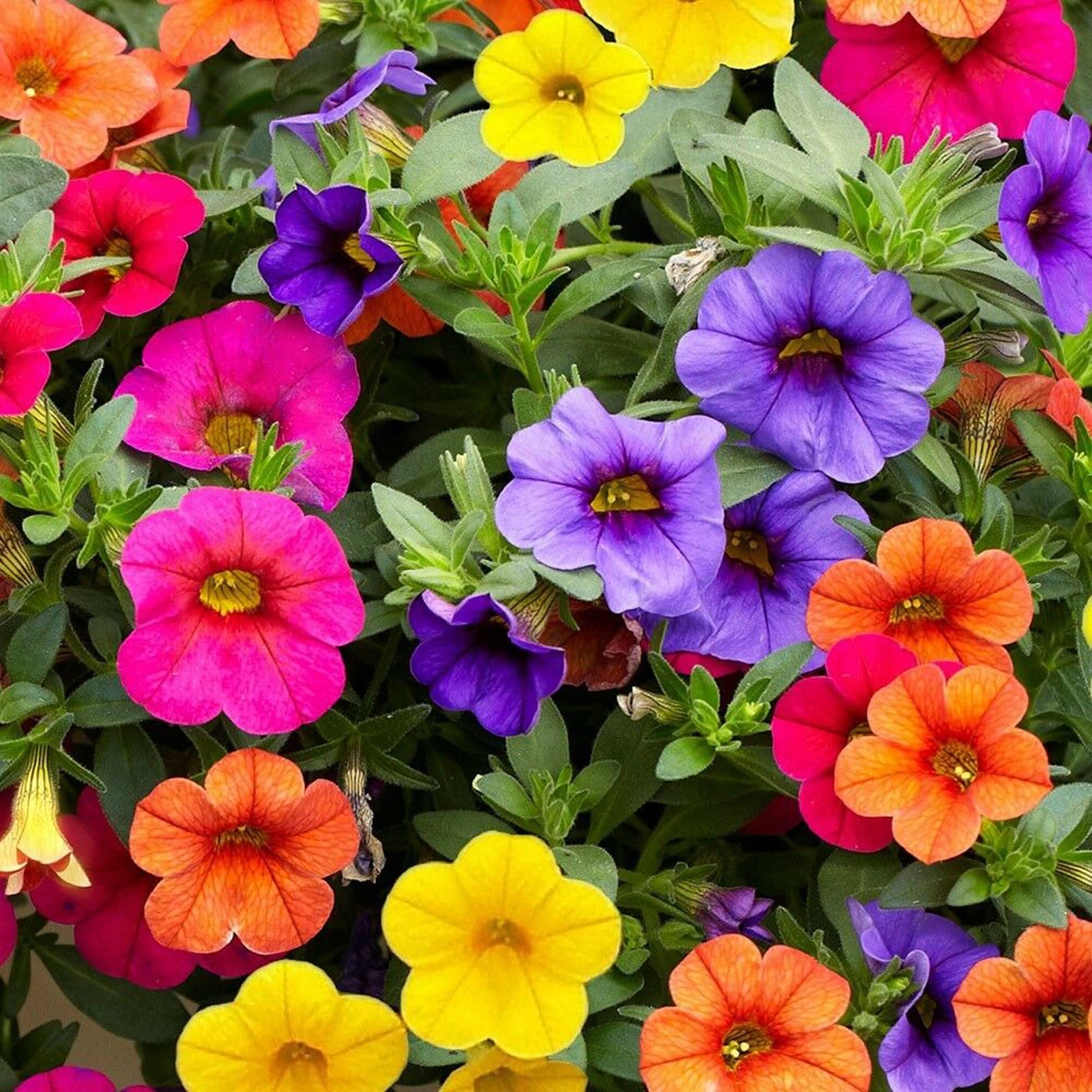 Calibrachoa million bells blume samen