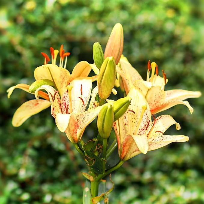 Daylily Hemerocallis spp Blumensamen zur Aussaat Blume Beet
