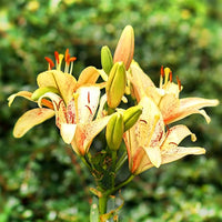 Daylily Hemerocallis spp Blumensamen zur Aussaat Blume Beet