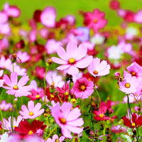 Cosmos Rosa Picotee Blumensamen elegant Rosa Blüten the Garten