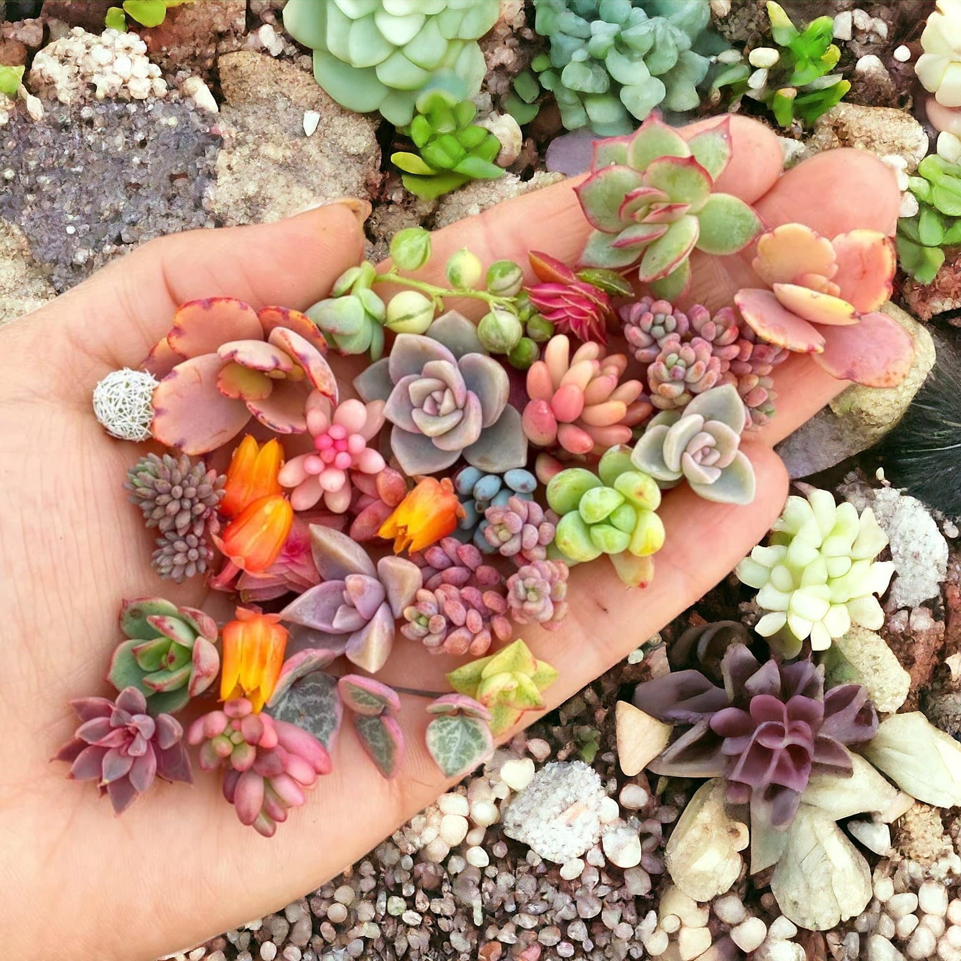 Flores Succulent Samen – Cactus Blume Bonsai Garten selten Pflanze