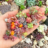 Flores Succulent Samen – Cactus Blume Bonsai Garten selten Pflanze