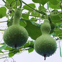 Lagenaria Siceraria Samen zum Pflanzen - Ideal Gemüsesamen for Your Garden