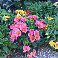 Alstroemeria Alstroemeria spp Blumensamen zur Aussaat Blume Beet
