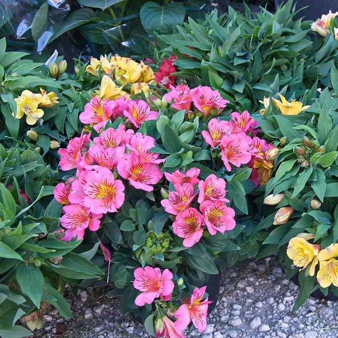 Peruvian Lilie Alstroemeria spp. Blumensamen zur Aussaat Blume Beet