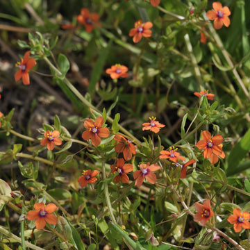 Orange pimpernel blume samen for anpflanzung - hardy variety, heirloom & gmo free samen for home garten
 
 sale for anpflanzung in home garten.