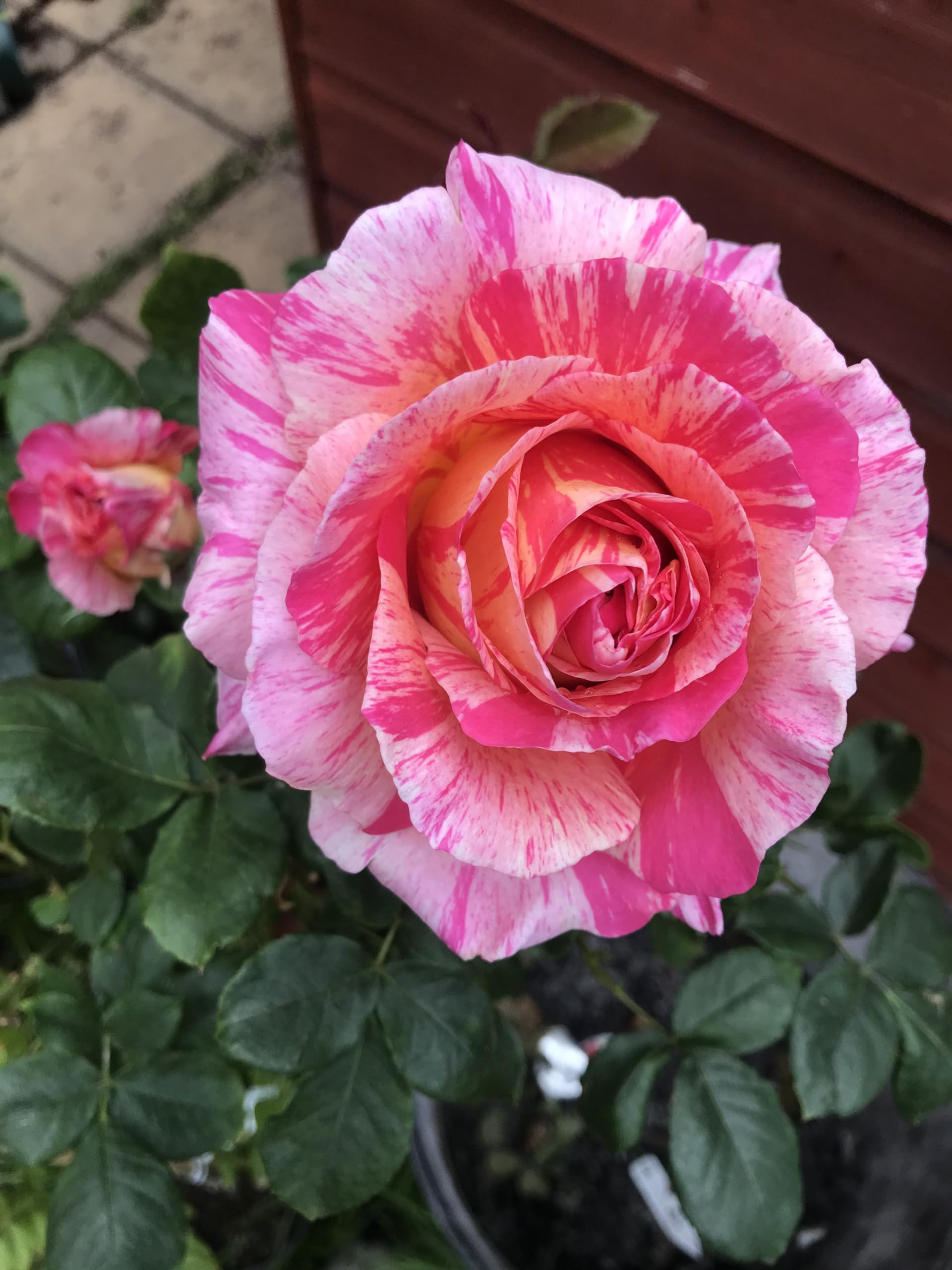 Rose Blumensamen zur Aussaat farbenfroh Schau Traditionssorte & ohne Gentechnik Samen Hausgarten