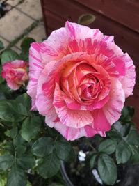 Rose Blumensamen zur Aussaat farbenfroh Schau Traditionssorte & ohne Gentechnik Samen Hausgarten