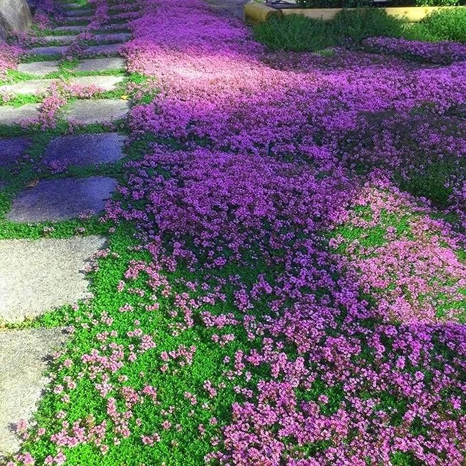 Creeping Thyme Samen Low-Growing – duftend Groundcover