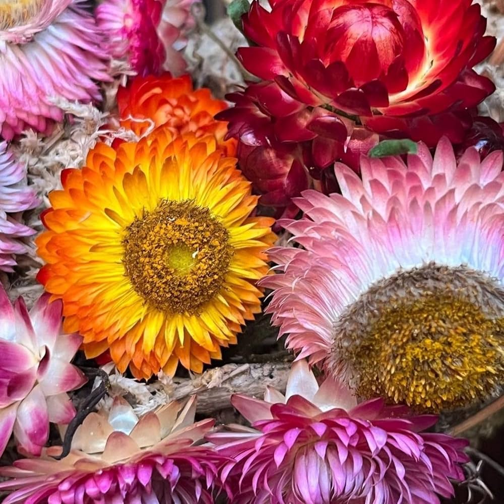 Helichrysum bracteatum strawflower mixed blume samen