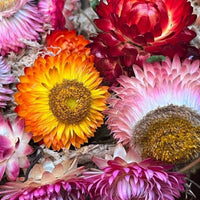 Helichrysum bracteatum strawflower mixed blume samen