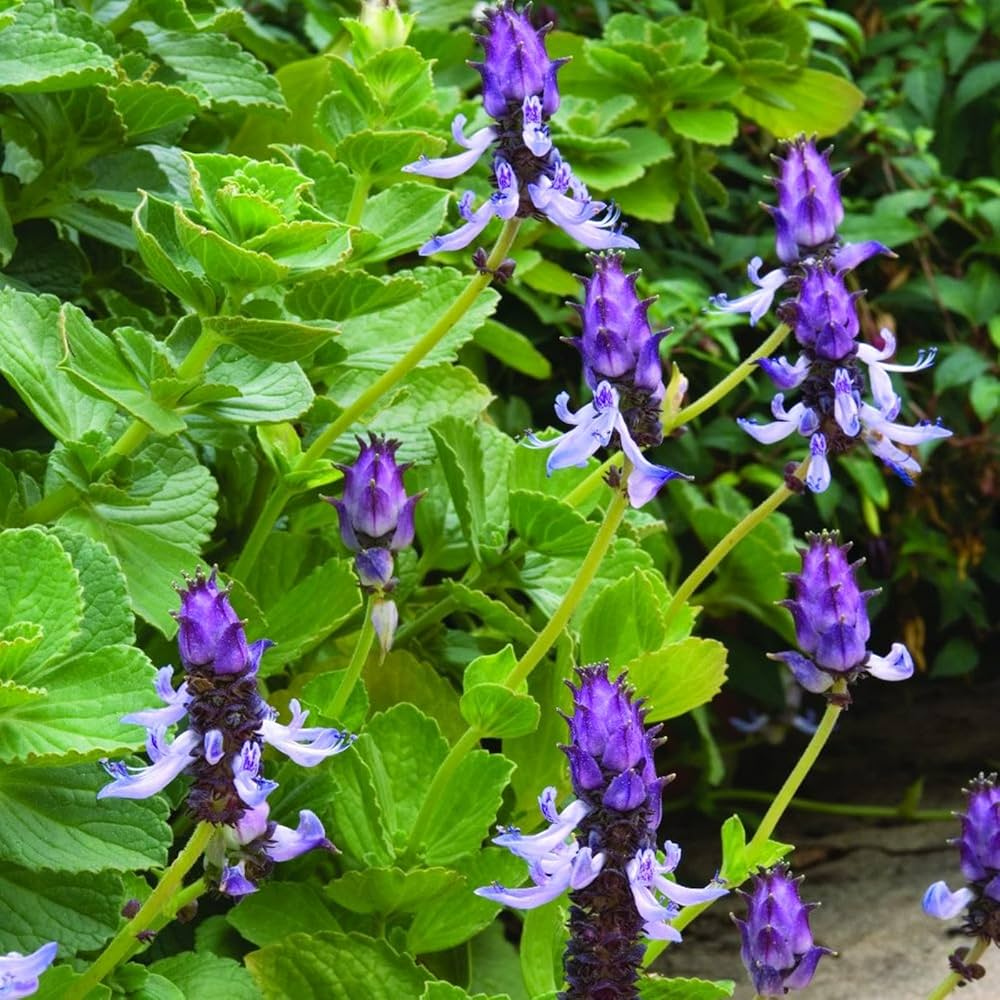 Mischung Buntnessel Canina Blumensamen zur Aussaat – Landhaus Garten wichtig – Traditionssorte & ohne Gentechnik Samen Hausgarten