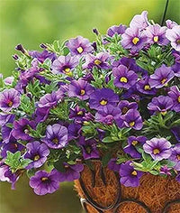 Calibrachoa Petunie Blume Calibrachoa spp. Samen zur Aussaat Blume Beet & Garten