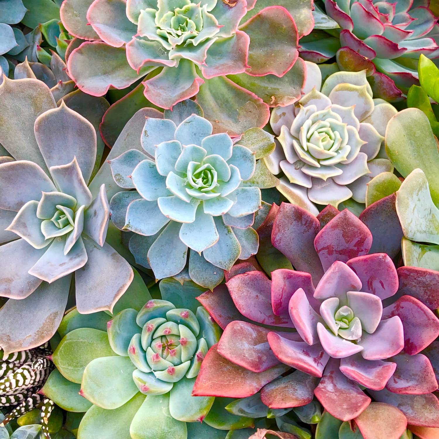 Gemischt Sedum Blumensamen zur Aussaat kompakt Wuchs Traditionssorte & ohne Gentechnik Samen Hausgarten