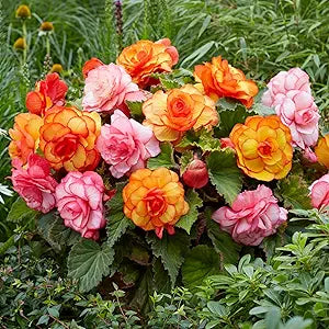 Mixed begonia samen for vibrant balcony gardens