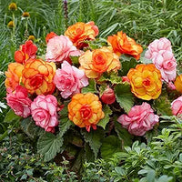 Mixed begonia samen for vibrant balcony gardens