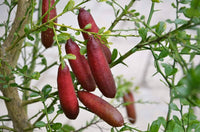 Finger limetten frucht samen für einfaches Anpflanzen