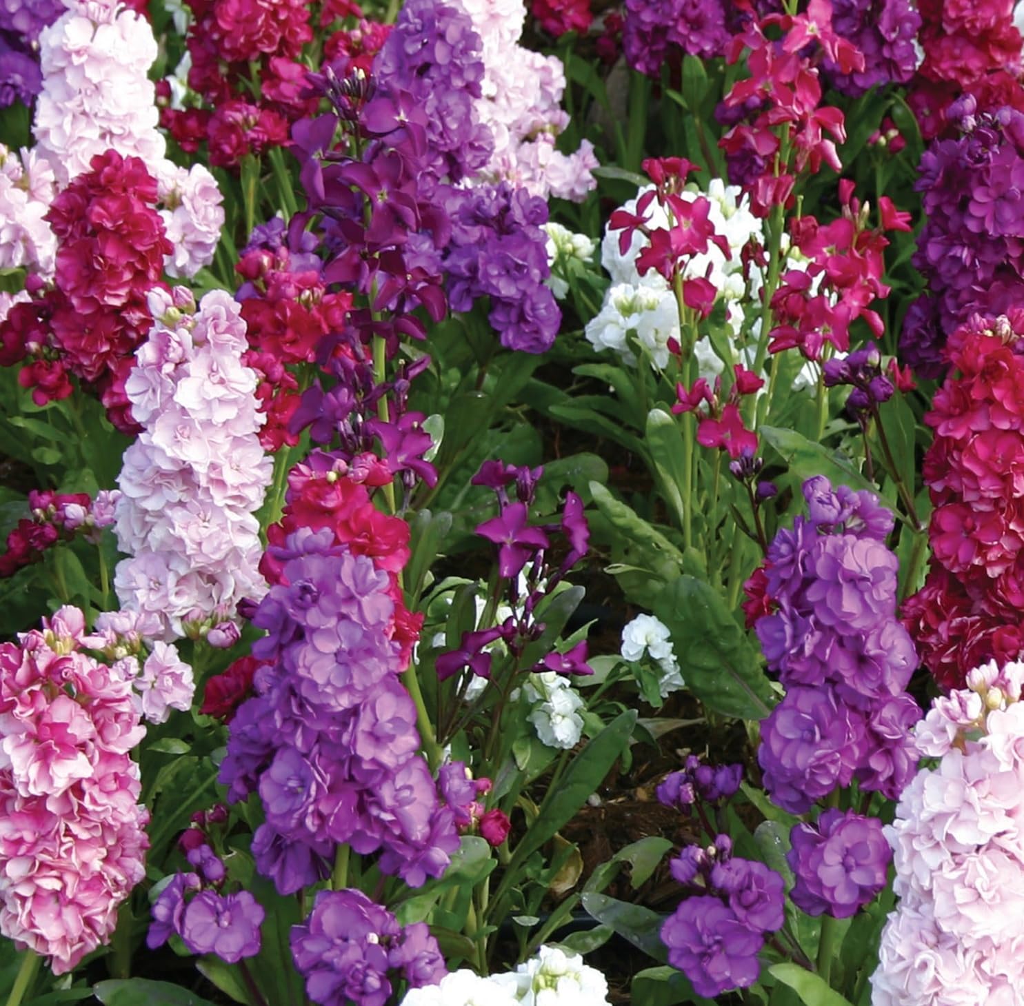 Levkoje Blumensamen zur Aussaat Anzucht Traditionssorte & ohne Gentechnik Samen Hausgarten