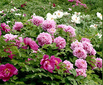 Peony paeonia lactiflora blume samen for anpflanzung