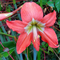 hell Gelb Hippeastrum Blumensamen zur Aussaat – robust Sorte – Traditionssorte & ohne Gentechnik Samen Hausgarten