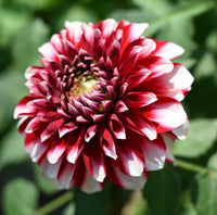 Weiß und Rot Chrysantheme Blumensamen zur Aussaat – duftend Blüten – Traditionssorte & ohne Gentechnik Samen Hausgarten