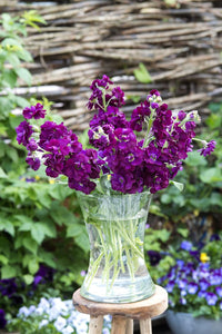 Matthiola incana deep lila blume samen for anpflanzung - garten favorite, heirloom & gmo free samen for home garten
 
 sale samen for anpflanzung in home garten