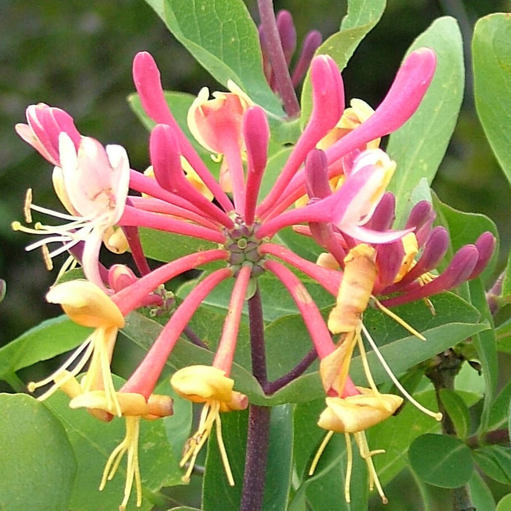 Honeysuckle Vine Lonicera spp Blumensamen zur Aussaat Garten Trellis und Fence