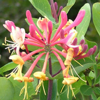 Honeysuckle Vine Lonicera spp Blumensamen zur Aussaat Garten Trellis und Fence