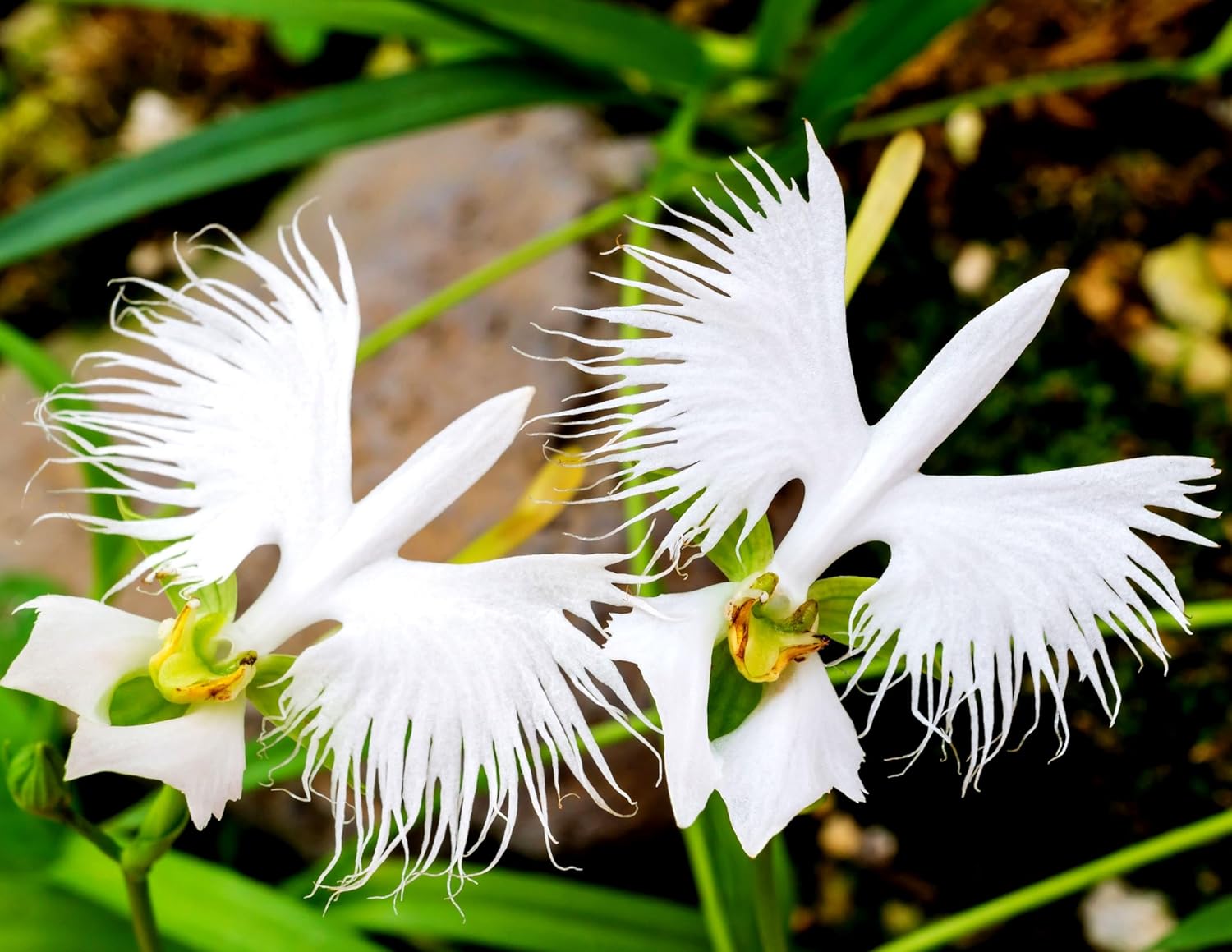 Egret Dove Orchidee Blumensamen zur Aussaat – sonnenliebend – Traditionssorte & ohne Gentechnik Samen Hausgarten