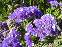 Traditionssorte Statice Blumensamen zur Aussaat leuchtend Traditionssorte & ohne Gentechnik Samen Hausgarten