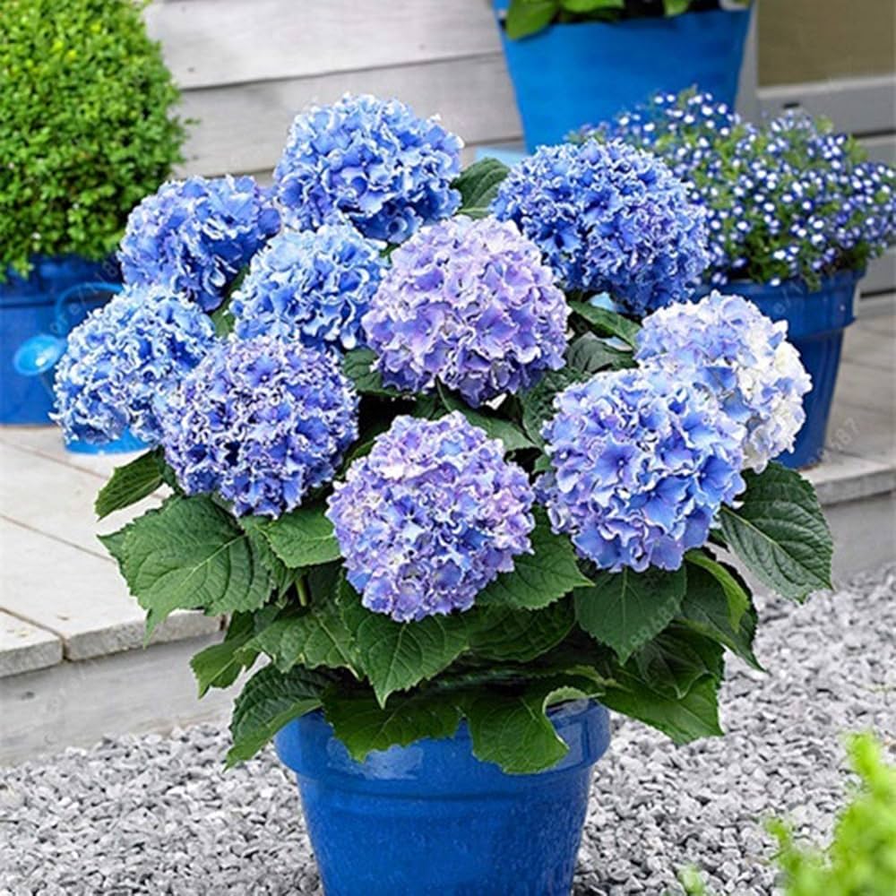 Hortensie Samen – Bonsai Hortensie Hausgarten