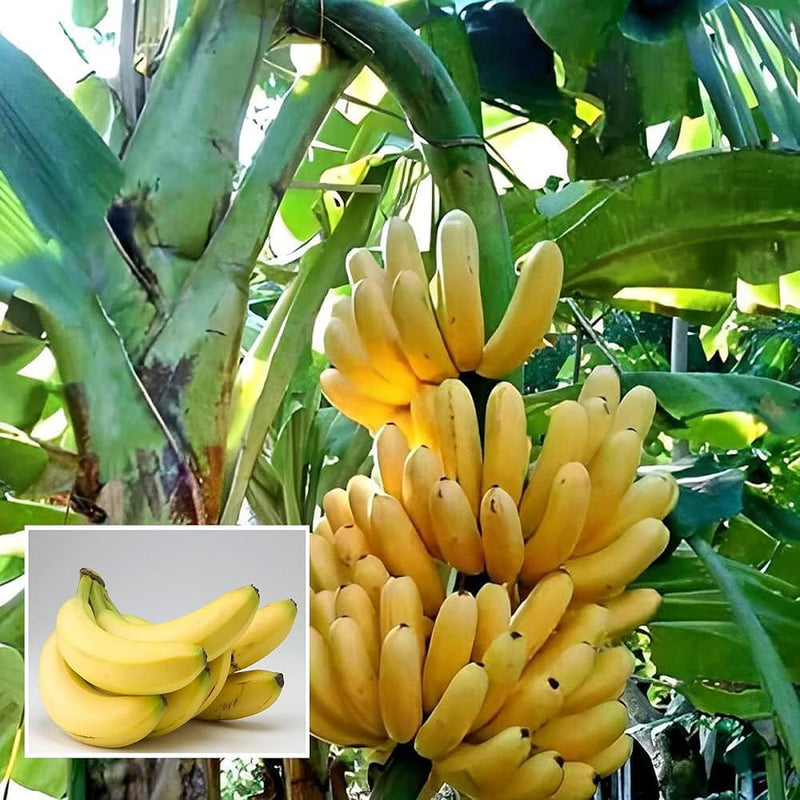 Graines de banane pour une plantation facile