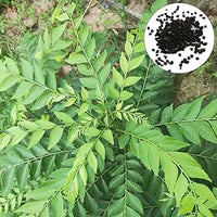Curry Leaf Gemüse Samen zum Pflanzen