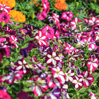Double petunia petunia hybrida for anpflanzung in hanging baskets