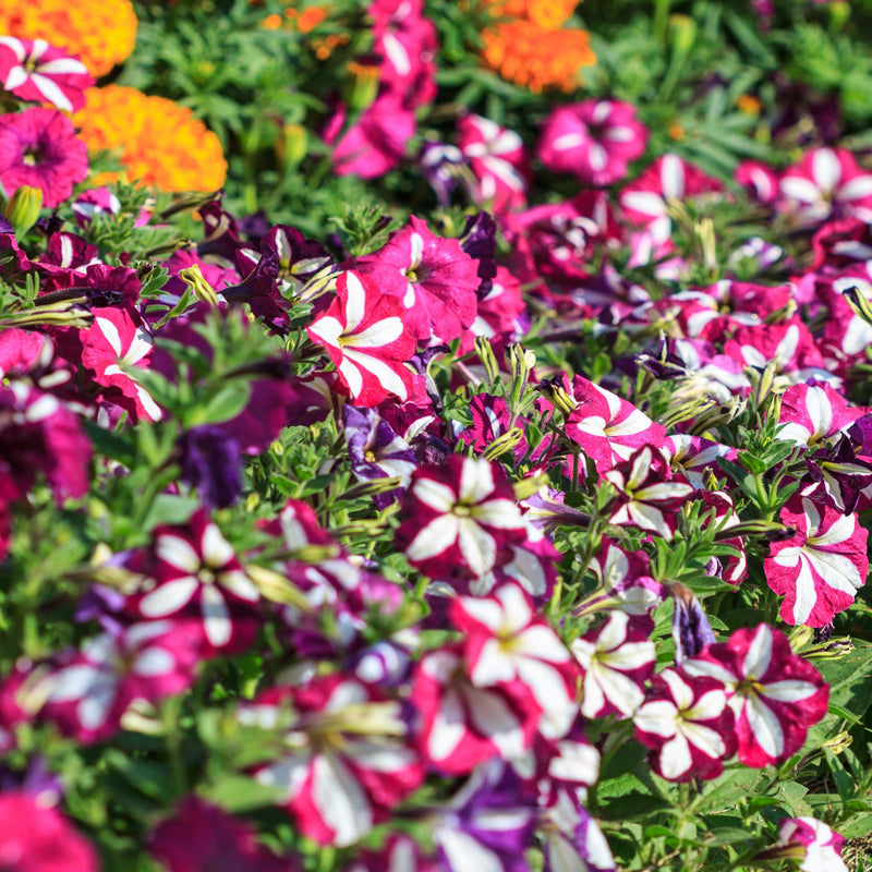 Double petunia petunia hybrida for anpflanzung in hanging baskets