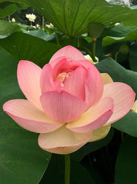 Lotus Nelumbo nucifera Blumensamen zur Aussaat Water Garten