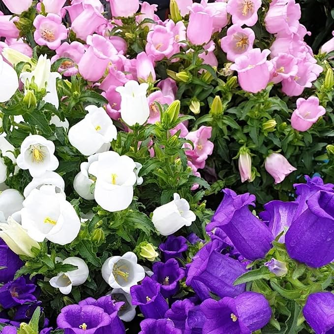 Rubinrot Traditionssorte Campanula "Canterbury Bell" Samen Rot Bells