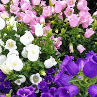 Rubinrot Traditionssorte Campanula "Canterbury Bell" Samen Rot Bells